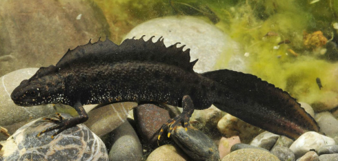 <p>Tieflagen Alpennordseite</p>