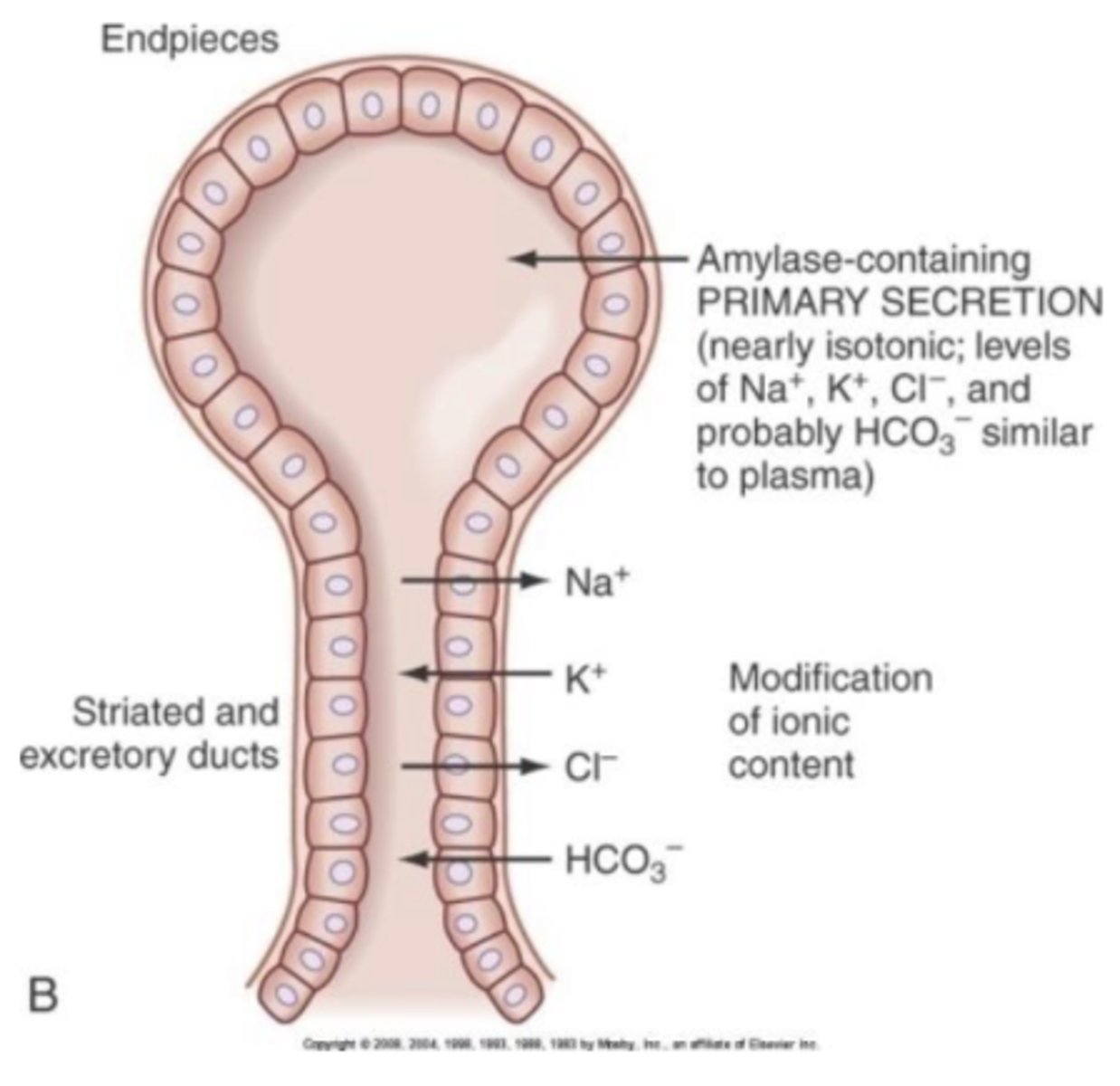 <p>describe the parts of the salivary gland</p>