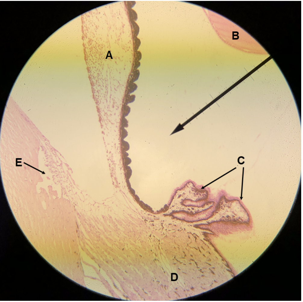 <p>In the image above, identify structures A-E.&nbsp; For F, name the structure that consists of C and D together.</p>
