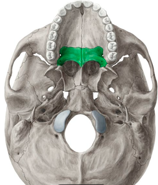 <p>What is the name of this bone in the skull?</p>