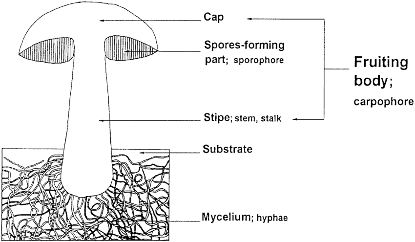 <p>Serves to help fungi disperse across the land</p>