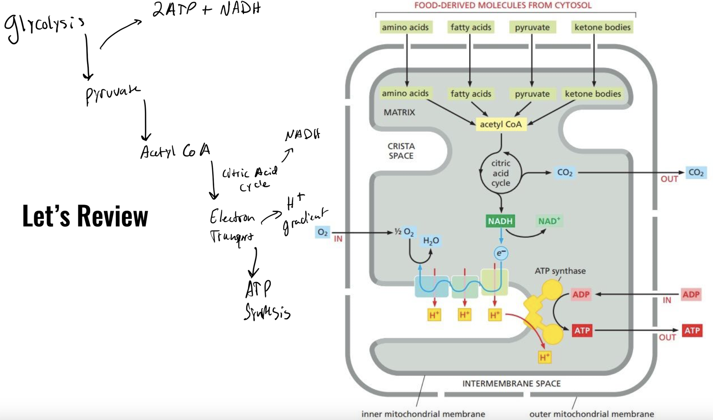 <p>Acetyl CoA → citric acid cycle → electron transport chain → ATP synthase → ATP</p>