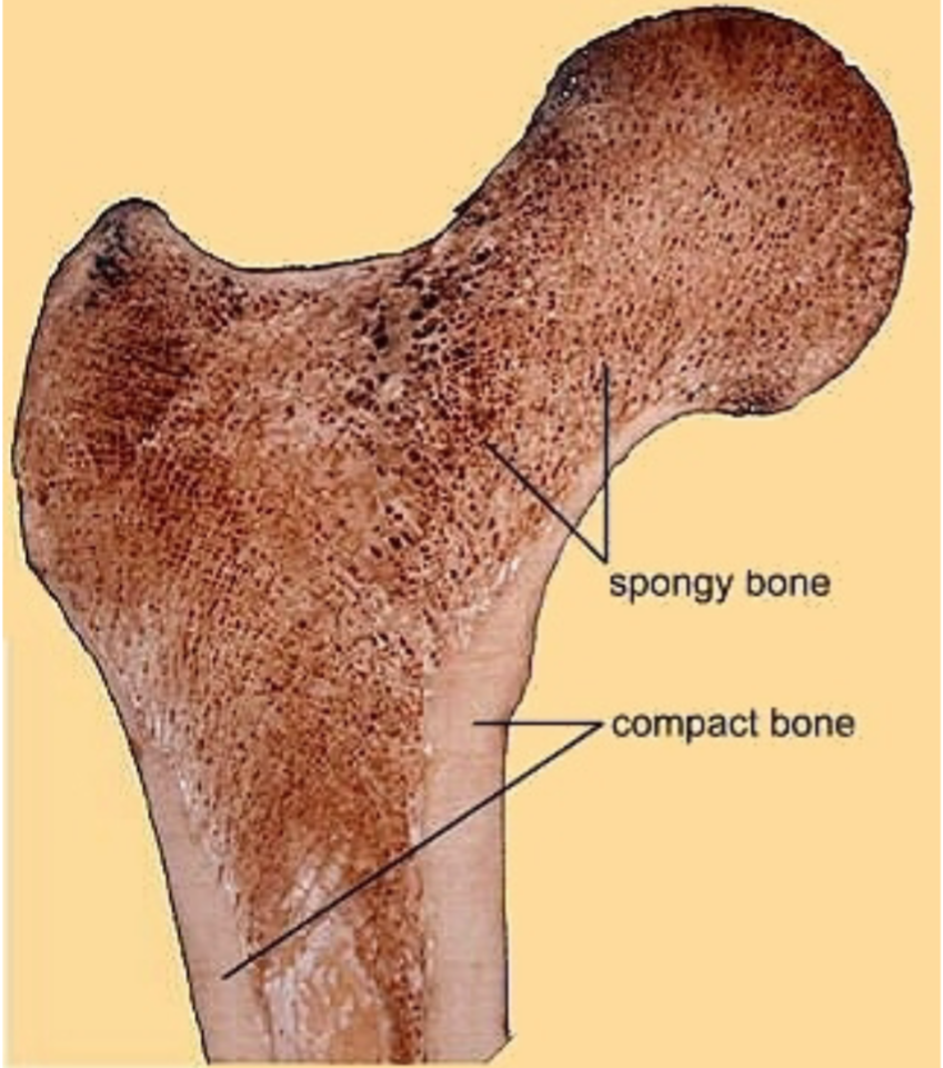 1. External (superficial) portion of bones
2. Smooth
3. Dense
4. Strong
5. Rigid