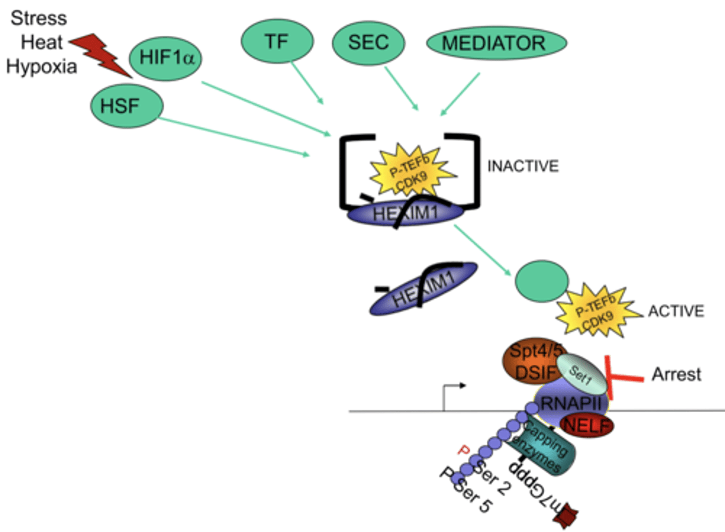<p>kinase that phosphorylates theSer2 residues of the CTD after elongation begins</p>