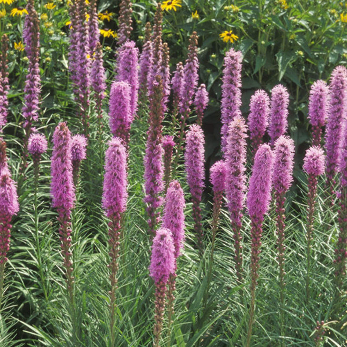 <p>Liatris spicata</p>