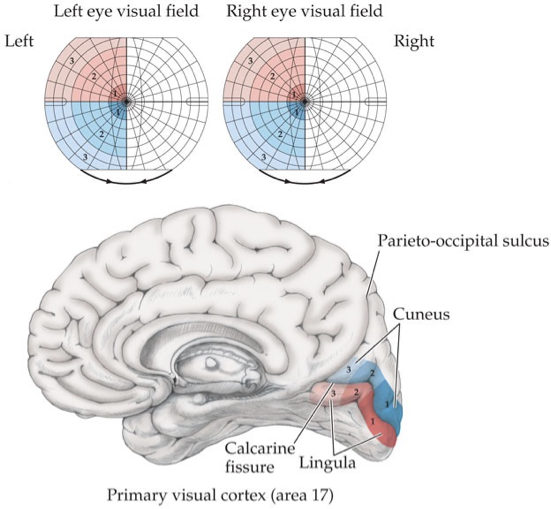 <p>UPPER visual field is BELOW fissure </p><p>•Lower visual field above fissure</p>