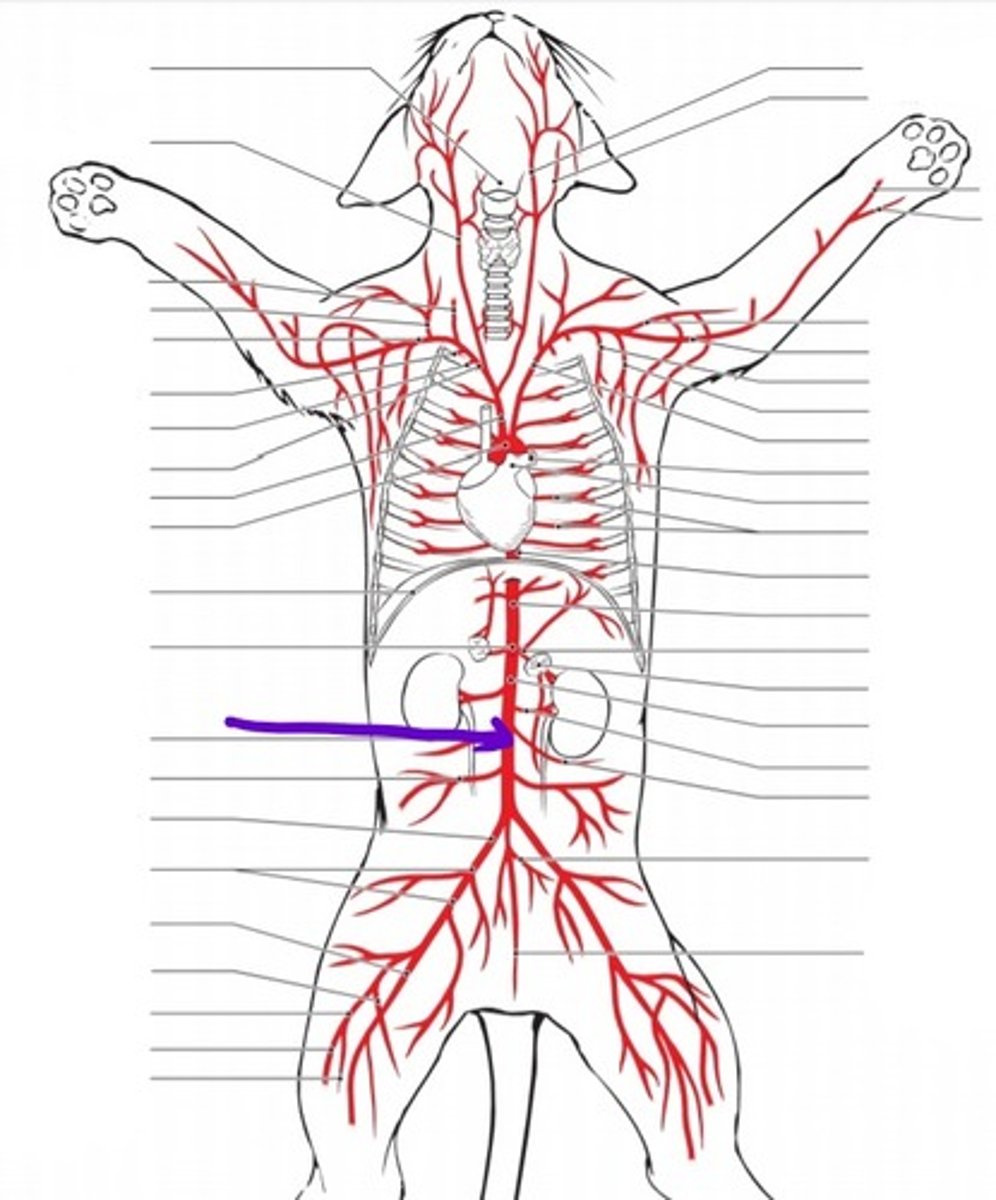 <p>identify the artery</p>