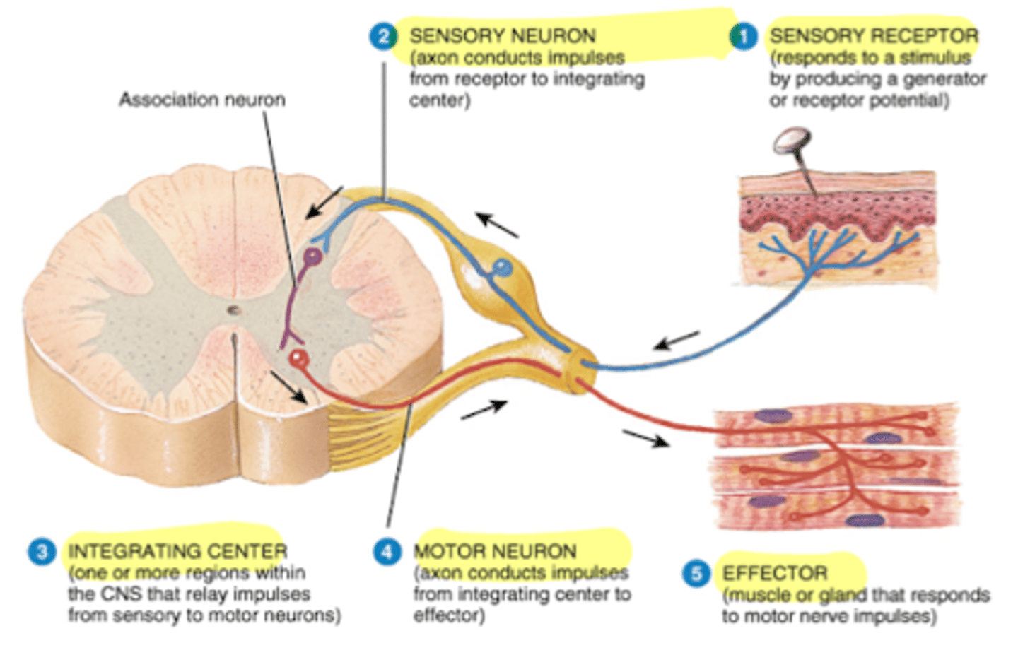 <p>What is the nervous pathway for a reflex reaction? (ie. touching hot stove)</p>