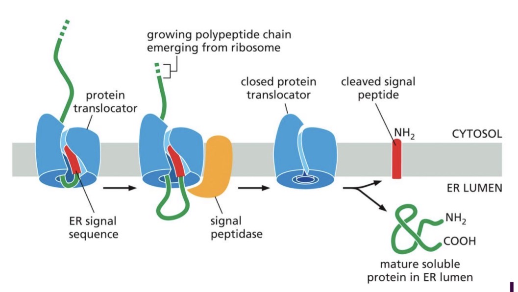 <ol><li><p>Translation start, N-terminal ER signal sequence emerges</p></li><li><p>Recognized by <span style="color: yellow;">SRP</span>, elongation stopped</p></li><li><p><span style="color: yellow;">SRP-ribosome complex — to SRP receptor</span> — to <span style="color: rgb(0, 244, 255);">translocon</span></p></li><li><p><span style="color: rgb(0, 255, 245);">Translocon</span> opens</p></li><li><p>Protein synthesis resumes with protein transfer into ER lumen</p></li><li><p><span style="color: rgb(2, 255, 0);">Signal peptidase</span> cleaves ER signal sequence (hydrophobic — in bilayer)</p></li><li><p>Protein released into ER lumen</p></li><li><p><span style="color: rgb(0, 255, 238);">Translocon</span> closes</p></li></ol><p>Destination: lumen of endomembrane organelles or extracellular secretion</p><p></p>