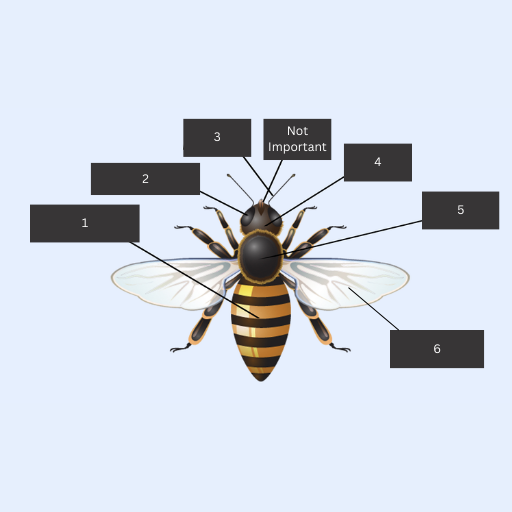 <p>Fill in the blanks: This is a bee which belongs to the phylum _____ and class _____. Its body is divided into 4; ______, 5; ______, and 1; _____. Bees and other animals of the same class have _____ pair/s of _____ (number 3), _____ pair/s of _____ (number 2) and generally _____ pair/s of _____ (number 6)</p>
