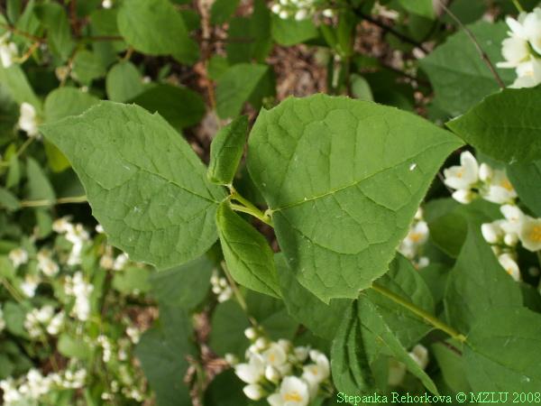 <p><span>pustoryl</span></p>