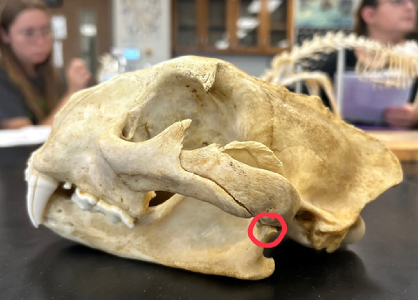 <p>What is this?</p>
