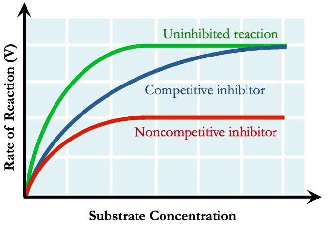 Enzyme Kinetics 
