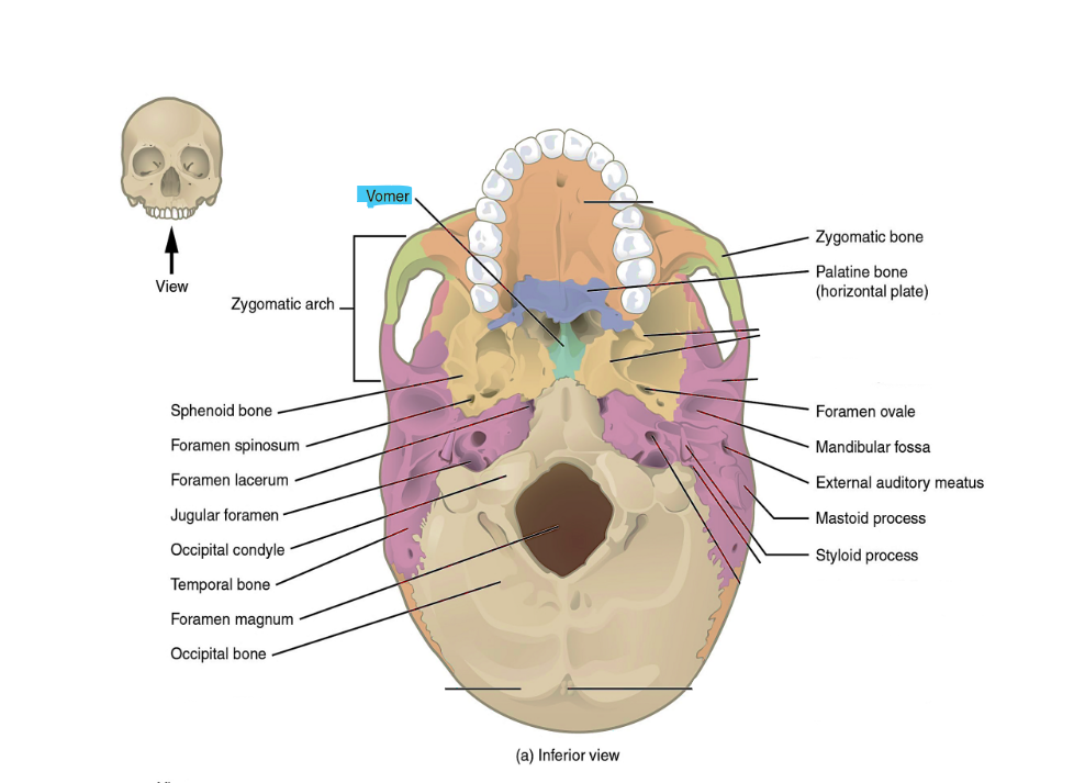 <p>vomer</p>
