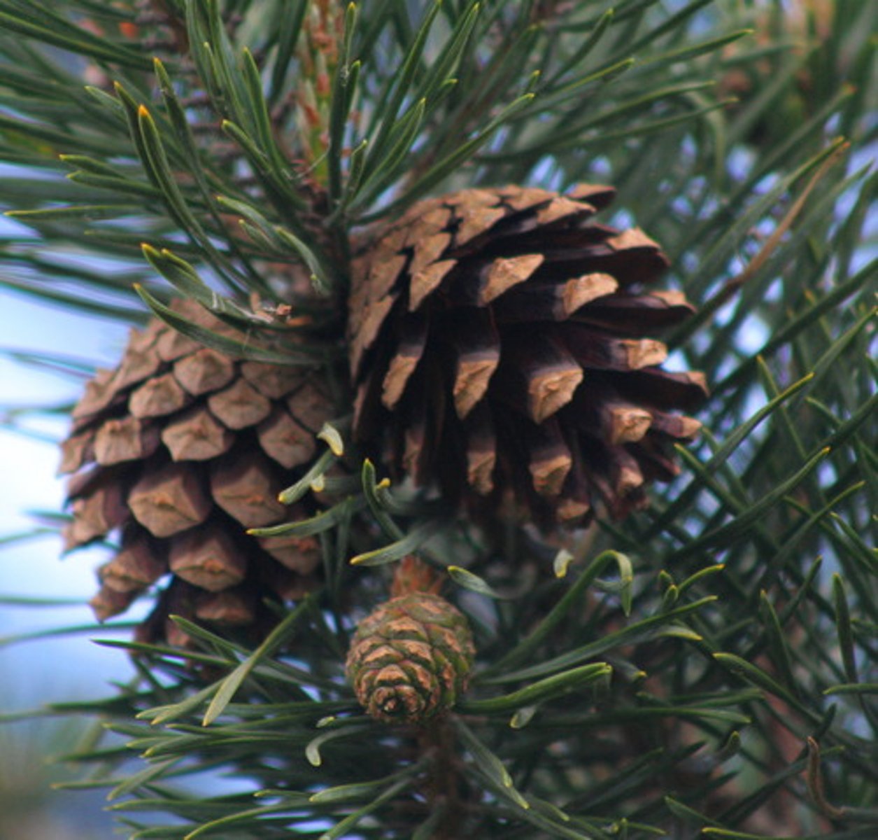 <p>conifers</p>