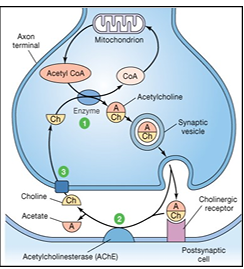 <p>explain this diagram (key enzymes for synthesis and removal of Ach)</p>