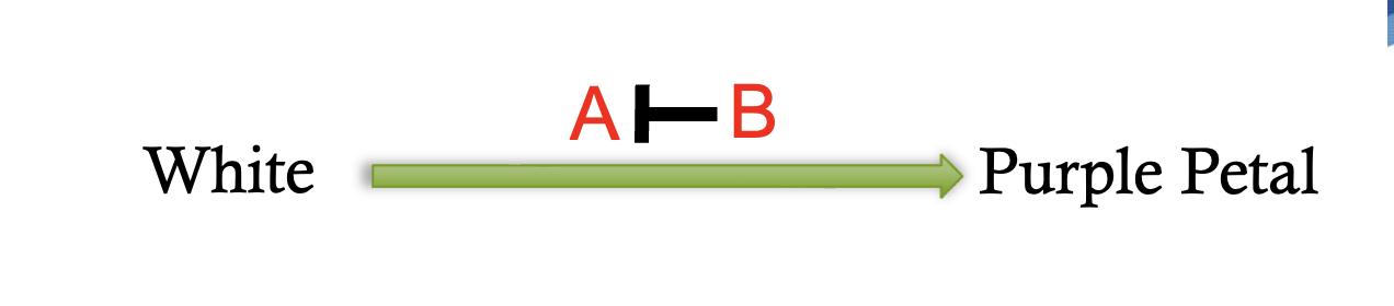 <p>dominant suppression gene interaction pathway</p>