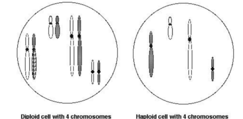 Body Cells & Sex Cells