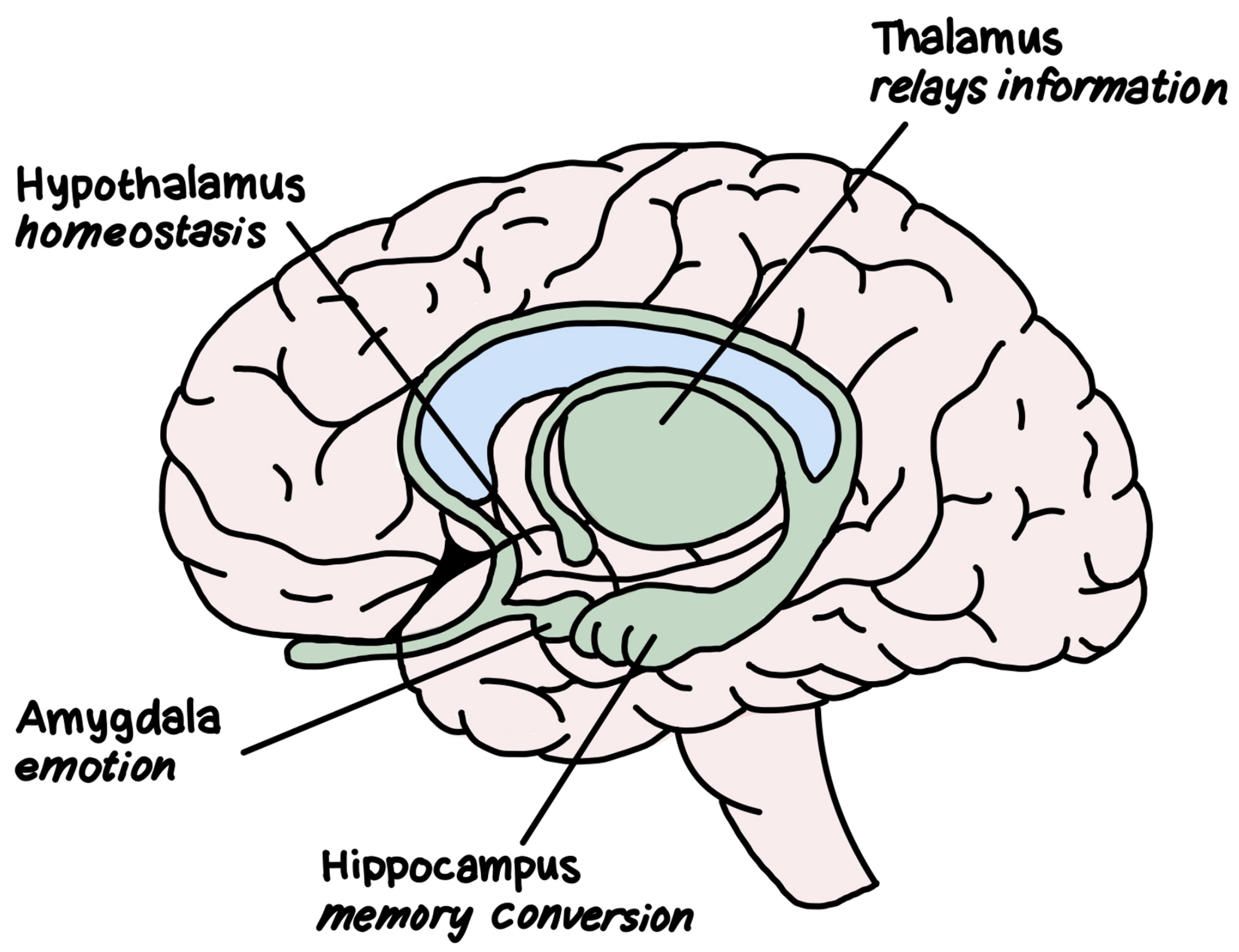<ul><li><p>Controls thought and reason (what makes us human)</p></li><li><p>Contains thalamus, hypothalamus, amygdala, and hippocampus</p></li></ul>