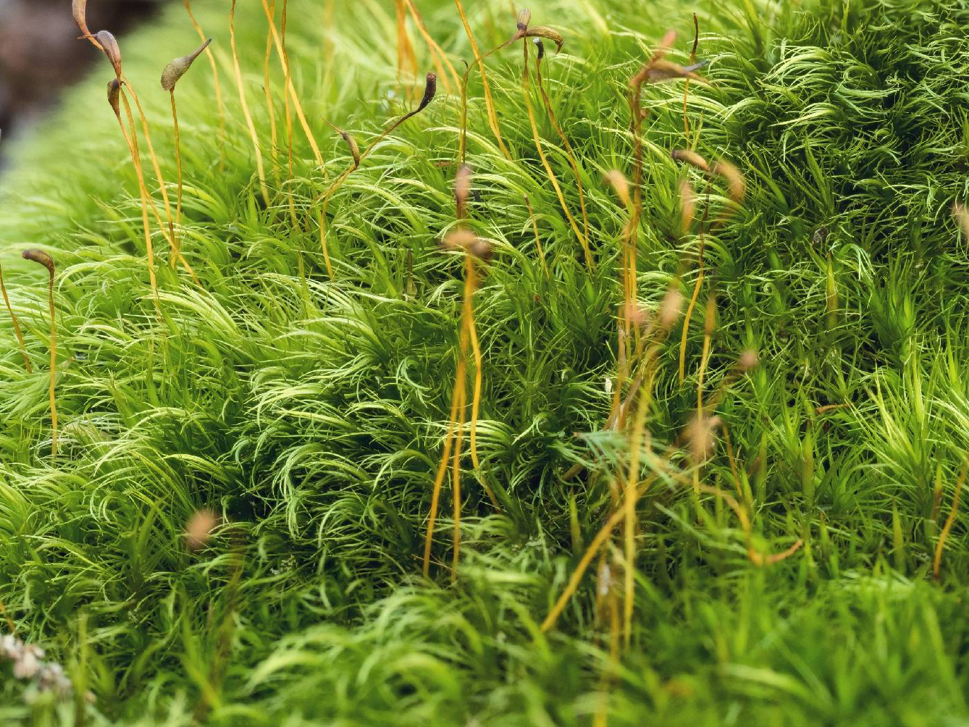 <p>papilose, leaves linear</p>