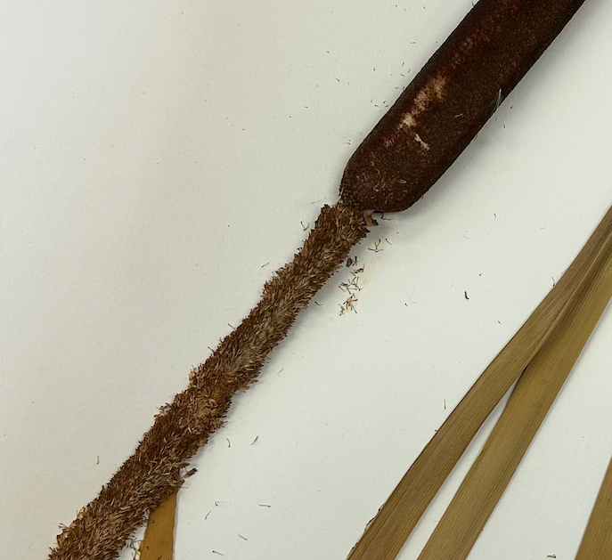 <p>Poales</p><p><span style="background-color: transparent;"><span>Typhaceae</span></span></p>