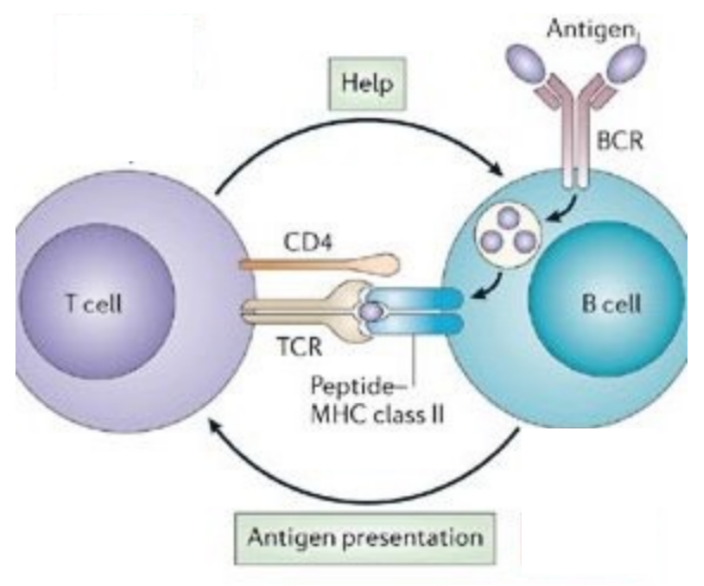 <p>B cell is antigen-presenting cell that mobilizes T cell, and CD4 T cell targets B cells to mobilize them with differentiation signals</p>