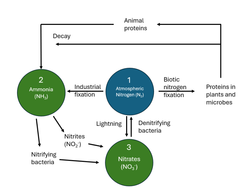 <ol><li><p><strong>N2</strong> gas from the atmosphere is ‘fixed’ either by industrial processes to ammonia (NH3) directly or nitrogen fixing bacteria for uptake by plants or microbes or through lightning to nitrates</p><ul><li><p>plants source nitrogen as either nitrate ions, ammonium ions, or urea, then animals source their nitrogen from plants or other animals</p></li></ul></li><li><p>proteins made by animals or plants are either metabolised or excreted and ultimately experience decay which then leads them to be further metabolised into ammonia, <strong>NH3</strong></p></li><li><p>under atmospheric conditions, ammonia is converted into nitrates, <strong>NO3-</strong>, they are then available to the root systems of plants</p></li></ol><p></p>