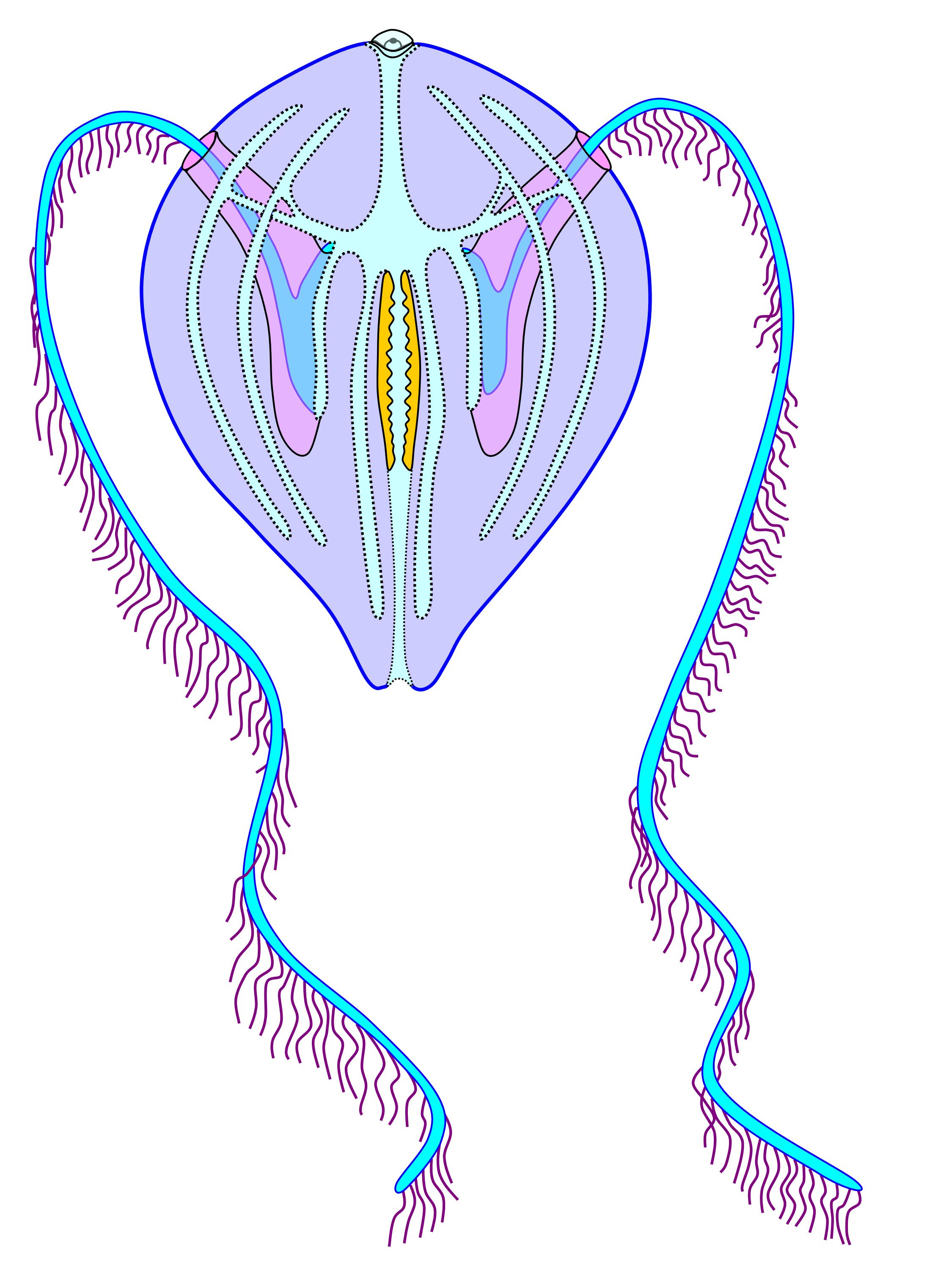 <p>Ctenoplana</p>