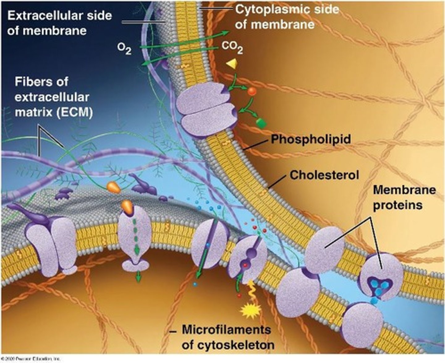 <p>They form a stable bilayer with hydrophilic heads facing the water and hydrophobic tails facing away.</p>