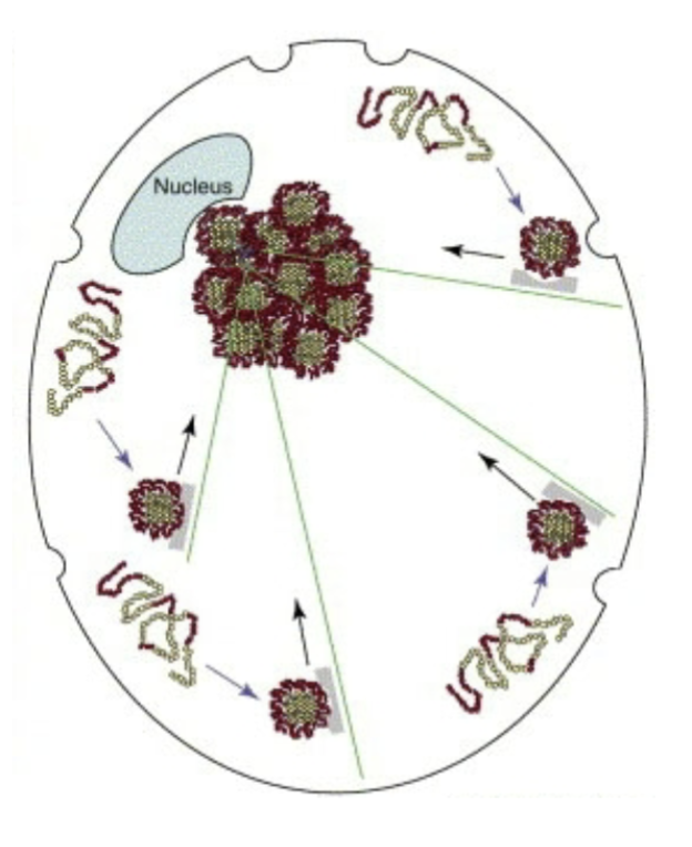 <ul><li><p>Coalescence of inclusion bodies by active retrograde transport of misfolded proteins along microtubules</p></li><li><p>Protective vs damaging function</p></li></ul><p></p>