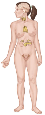 <p>Consists of:</p><ul><li><p>Pituitary Gland</p></li><li><p>Adrenal Gland</p></li><li><p>Thyroid Gland</p></li><li><p>Parathyroid Gland</p></li><li><p>Pancreas</p><p></p></li></ul><p>Key Functions</p><ul><li><p>Control, regulation, and coordination of other systems.</p><ul><li><p>Slower but longer lasting than the Nervous System.</p></li></ul></li><li><p>Hormone production.</p></li></ul><p></p>