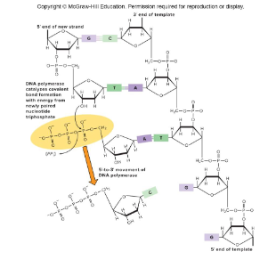 <p>Fill in the blank…</p><p>DNA synthesis proceeds in what direction? The template and newly synthesized strands are ( ). DNA polymerase adds nucleotides to ( )-OH of the new strand.</p>