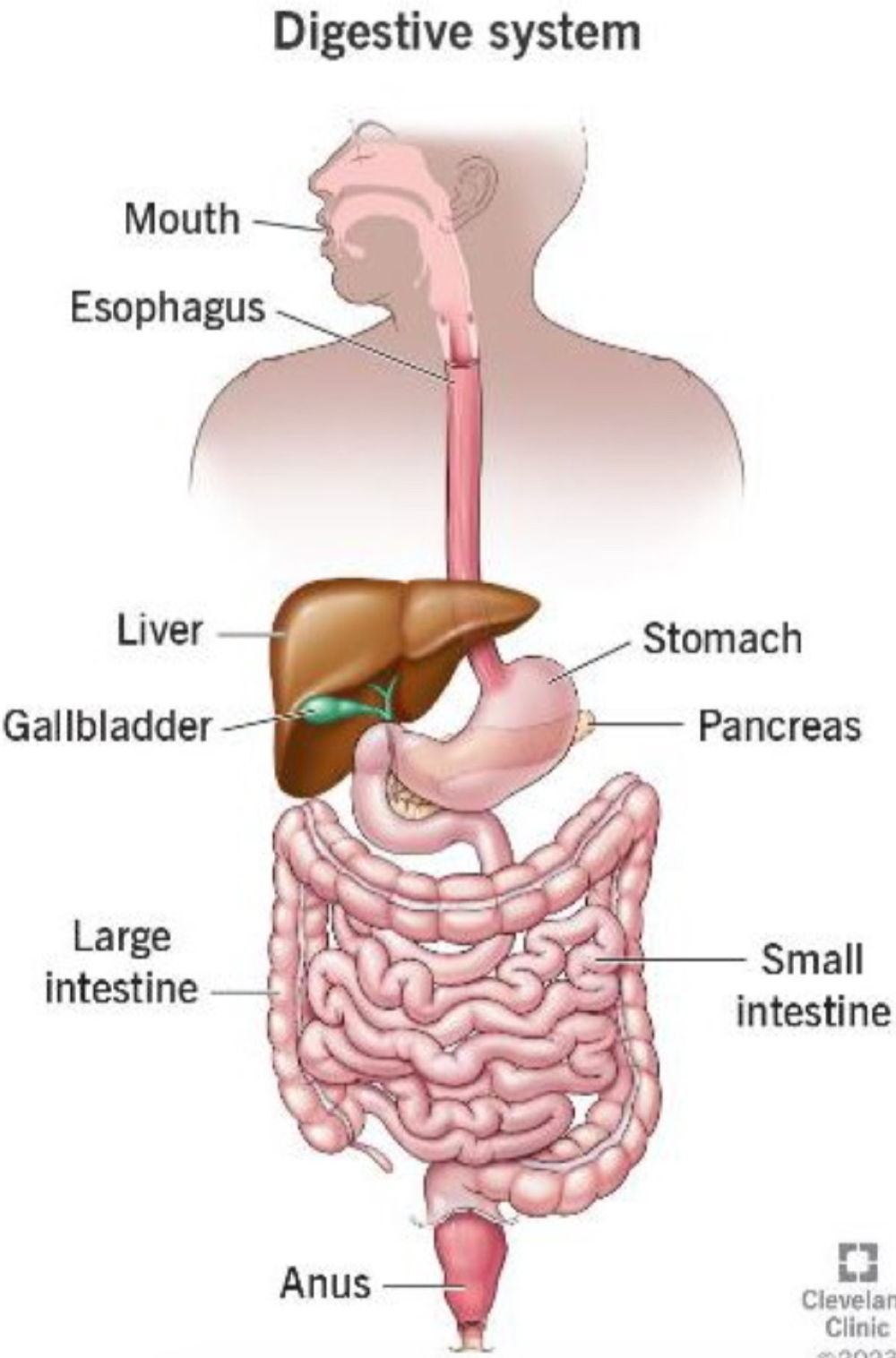 <p>the <span style="color: rgb(131, 205, 71)"><strong>digestive system</strong></span> is made of ___ </p>