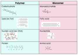 <p>Smallest unit of larger molecules that are called polymers.</p>