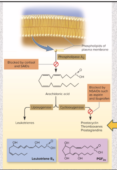 <p>steroidal anit-inflammatory drugs (SAIDs)</p><p>blocks release of arachidonic acid &amp; inhibits eicosanoid synthesis</p><ul><li><p>disadvantage- cushing syndrome symptoms (excess cortisol)</p></li></ul><p></p>