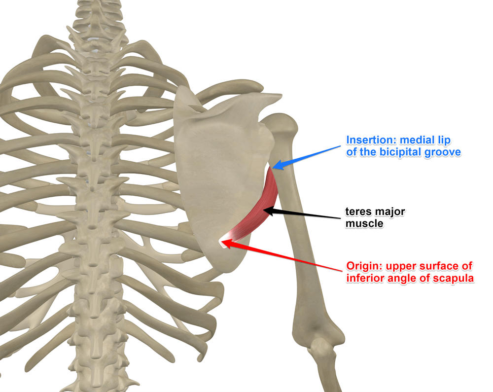 <p>Teres Major Origin </p>