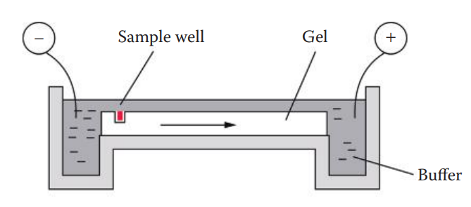 Horizontal agarose slab gel apparatus.