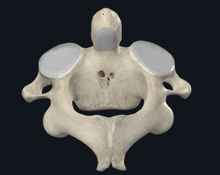 <p>name the bone</p>