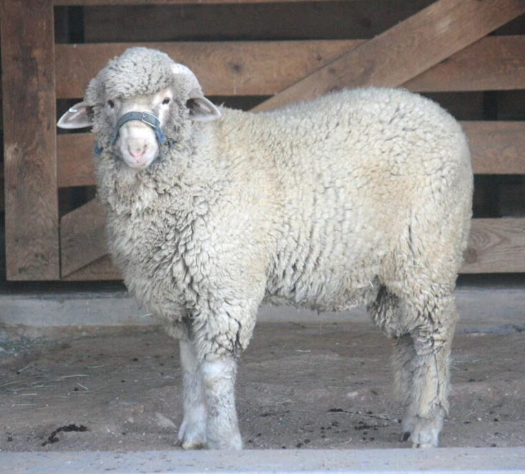 <ul><li><p>Originated in <strong>Mexico</strong></p></li><li><p><strong>Rambouillet x Merino</strong></p></li><li><p>Declining in population</p></li></ul><p></p>