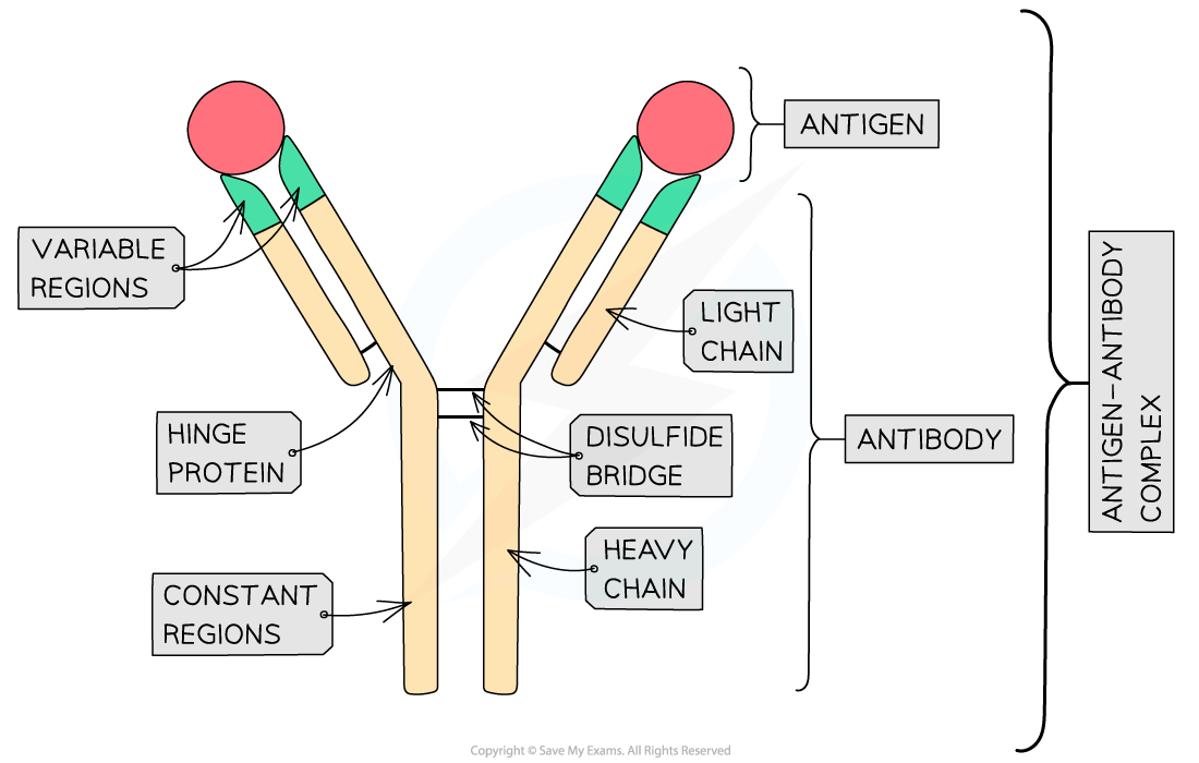 <p>globular proteins formed from plasma proteins known as immunoglobins</p>