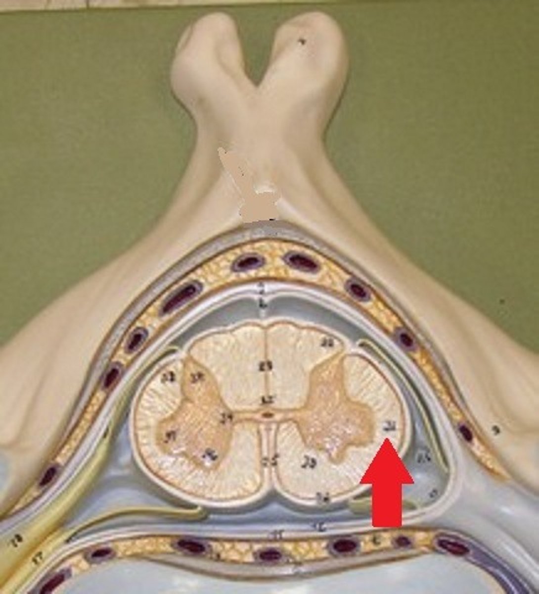 <p>includes the white matter on either side of the spinal cord, between the anterior and posterior columns</p>