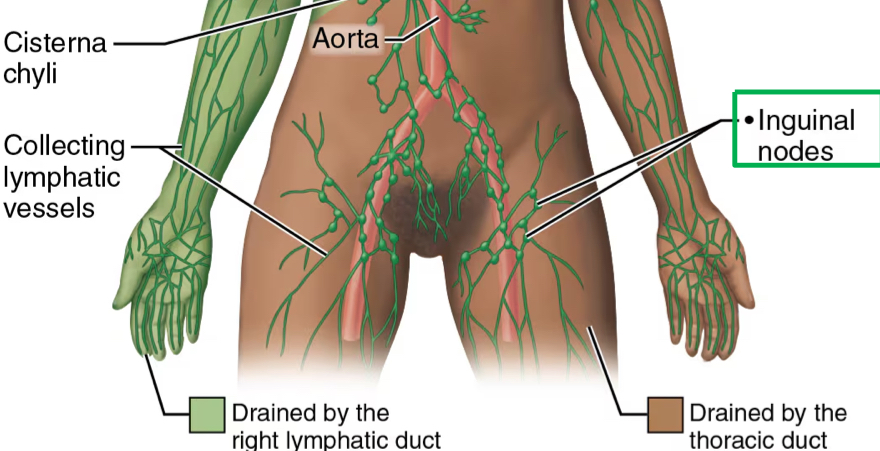 <p>genitourinary tract</p>