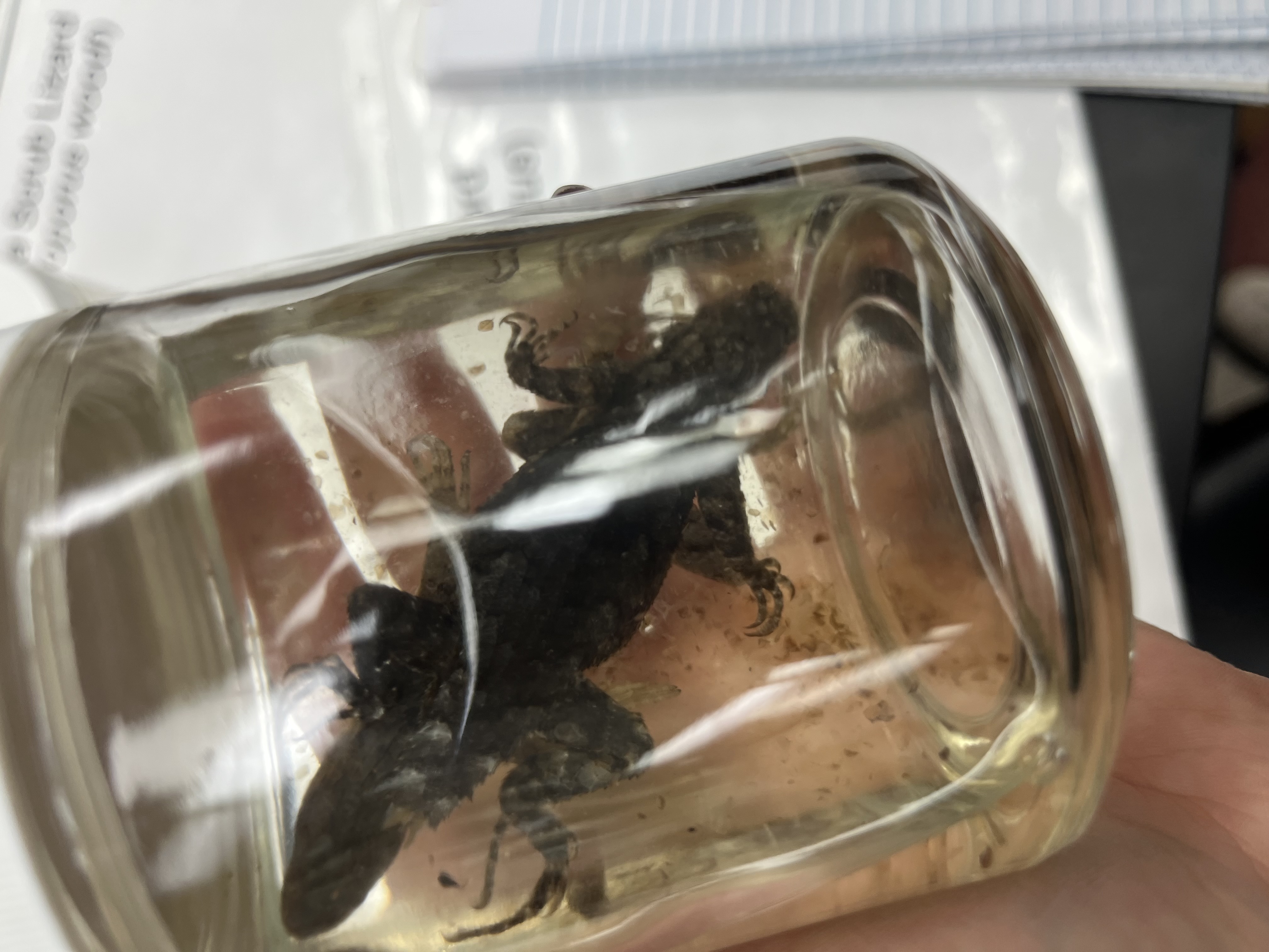 <ul><li><p>tree bark camoglague</p></li><li><p>long claws</p></li><li><p>crocodile like head</p></li><li><p>medium</p></li></ul><p></p>