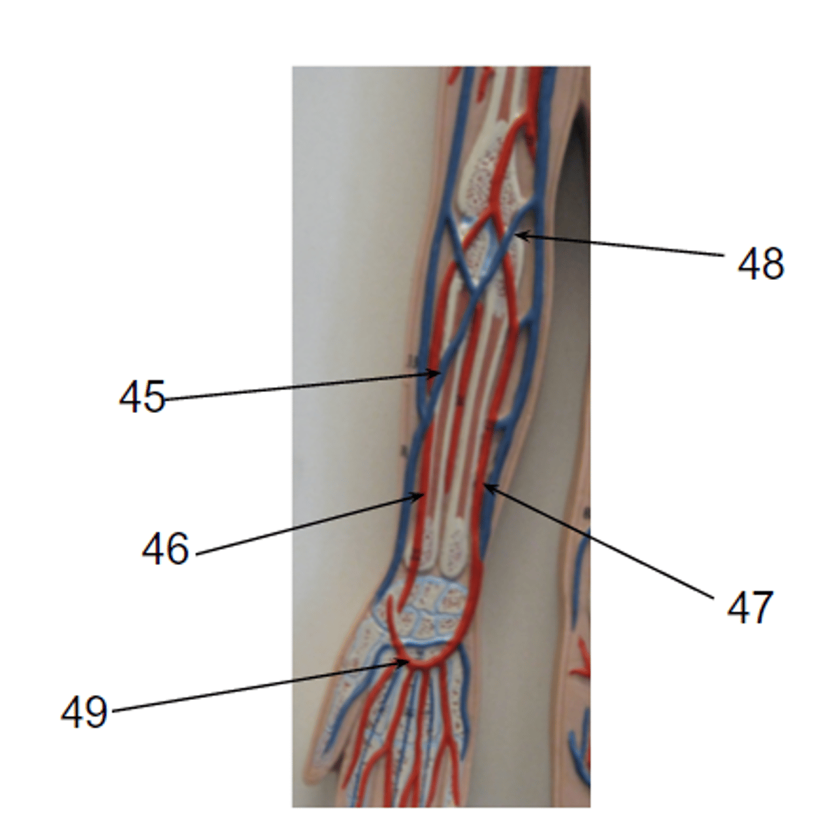 <p>What structure is #46?</p>