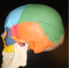 <p>What is this bone (bare region)?</p>