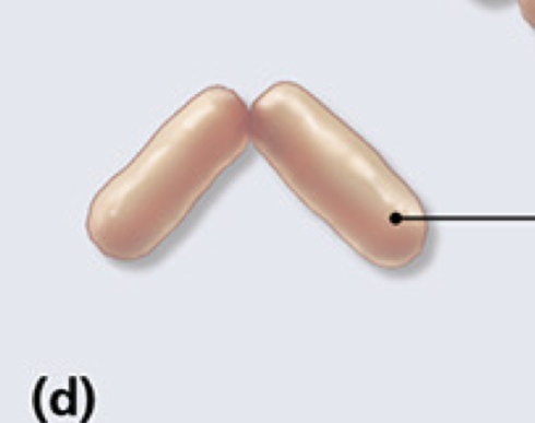 <p>What is the arrangement of this prokaryotic cell?</p>