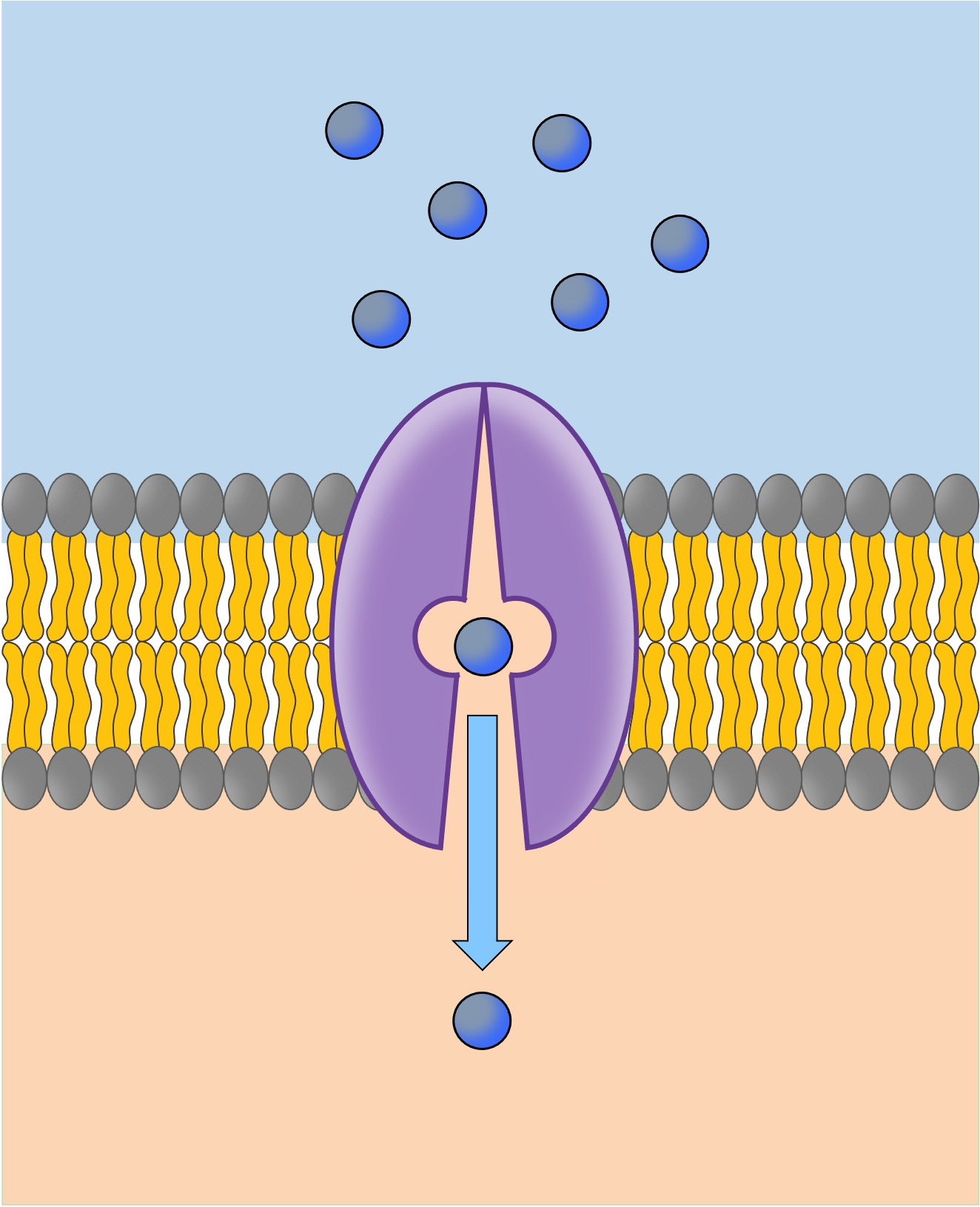 <p>More specific proteins that bind to a single substance, change shape, and carry it to the other side of the membrane.</p><p></p>