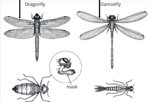 <p>Name the subdivision of metamorphosis of Dragonflies and damselflies , a characteristic and its order</p>