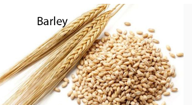 <p>Barley, gerst</p>