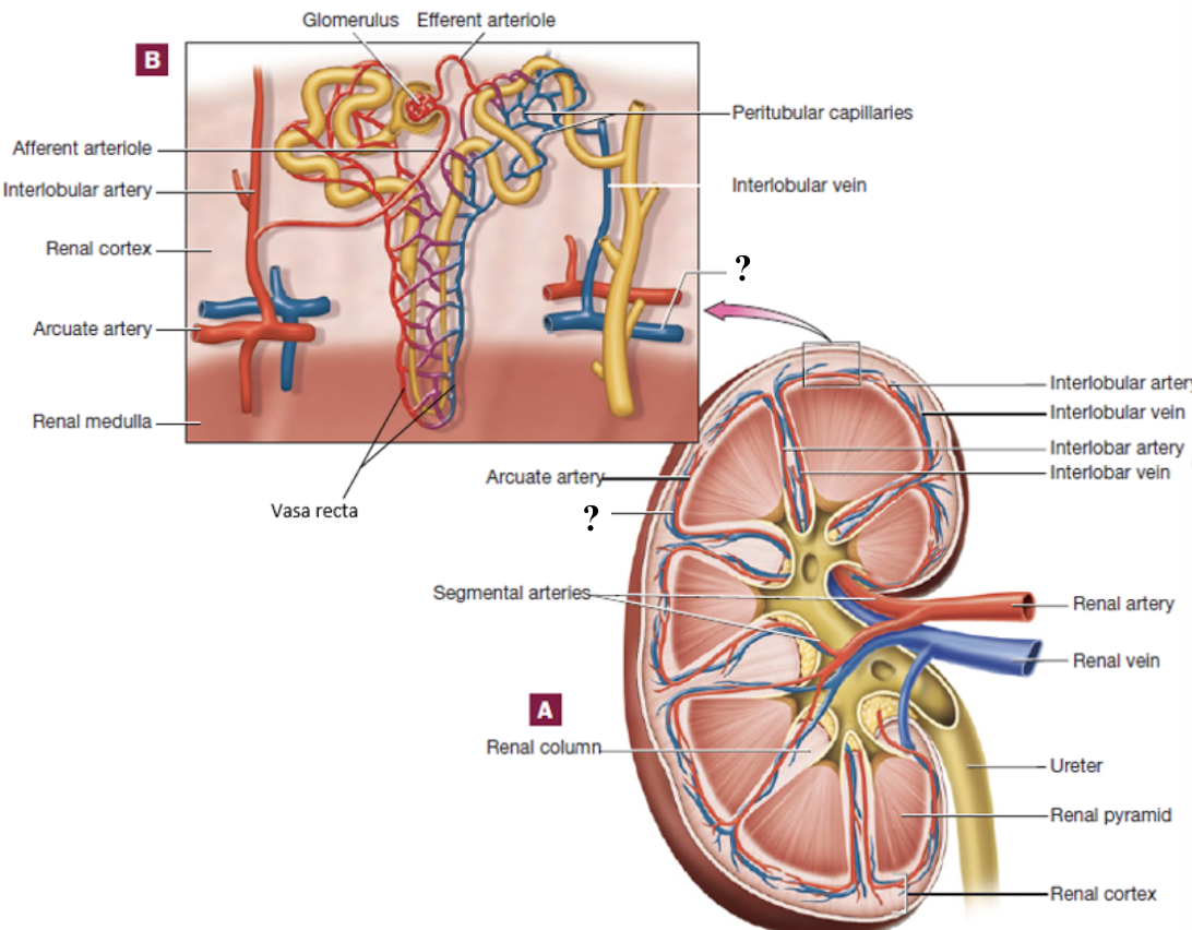 <p>follow the curve around the base of the pyramids</p>